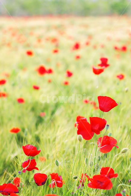 꽃,봄,봄날,빨강,빨간꽃,식물,plant,들판,field,spring,red,식물,자연,plants,nature,꽃,flower