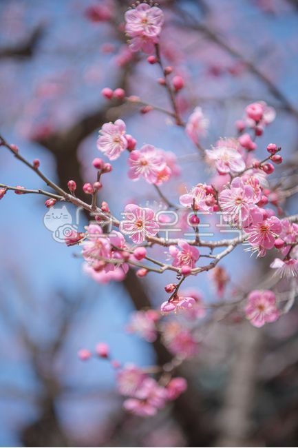 꽃,홍매화,매화,매화꽃,분홍색,꽃잎,나무,나뭇가지,봄,식물,클로즈업,정원,아름다움,계절,봄꽃,아름다운,꽃봉오리