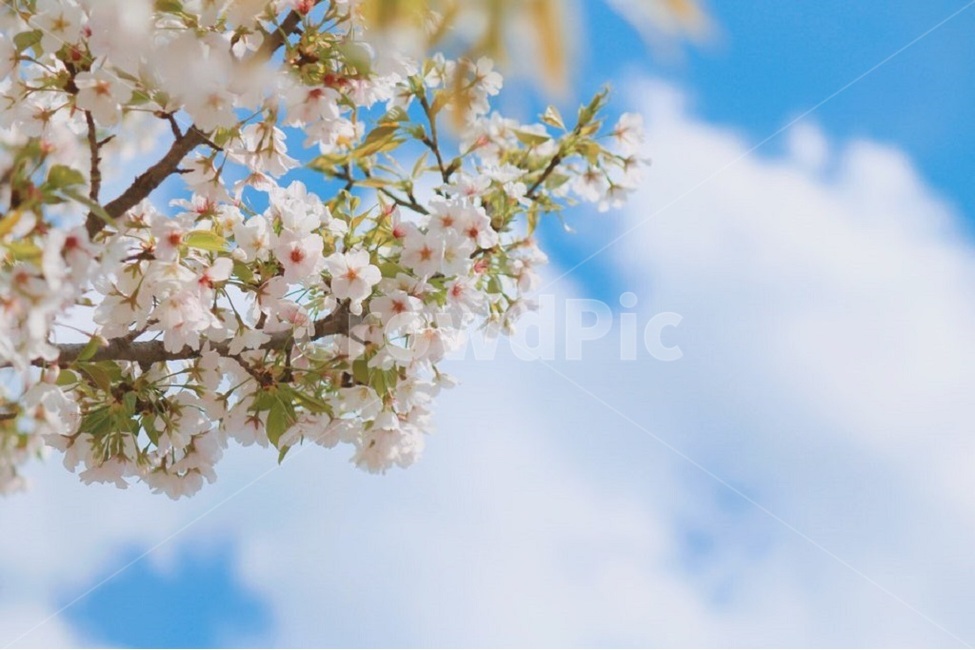 봄,봄나들이,벚꽃,풍경,감성,봄,계절,spring,season,식물,자연,plants,nature,꽃,flower,plant