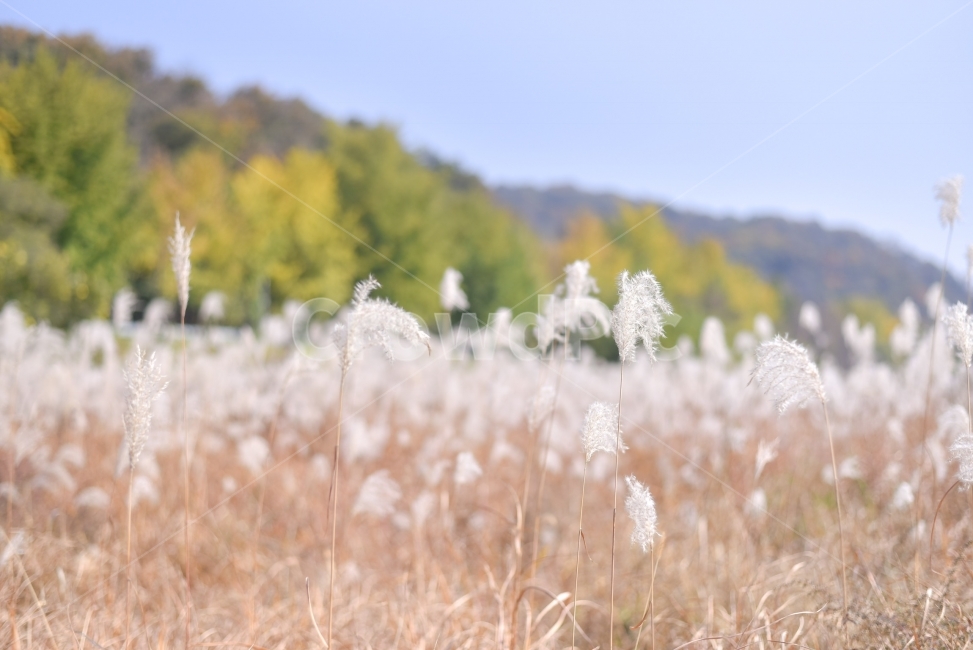 억새,갈대,가을,풍경,여행,출사,들녘,색감,분위기,느낌,취미,silvergrass,fall,가을,계절,fall,autumn,season,식물,자연,plants,nature,plant,grass,잔디,lawn