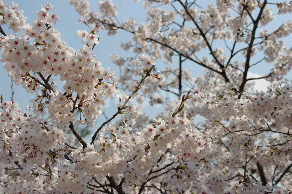 벚꽃,꽃,봄,하늘,자연,봄,계절,spring,season,식물,자연,plants,nature,꽃,flower,plant,blossom
