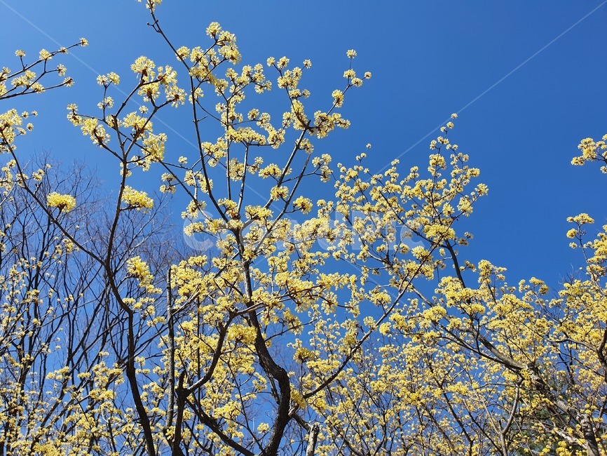산수유,봄꽃,자연,봄풍경,노란꽃,하늘,꽃나무