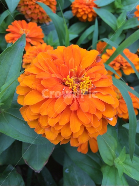 꽃,플라워,flower,주황,수국