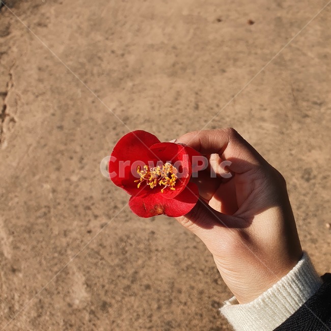 동백,동백나무,동백꽃,봄,꽃,plant,식물,leaf,잎,flower