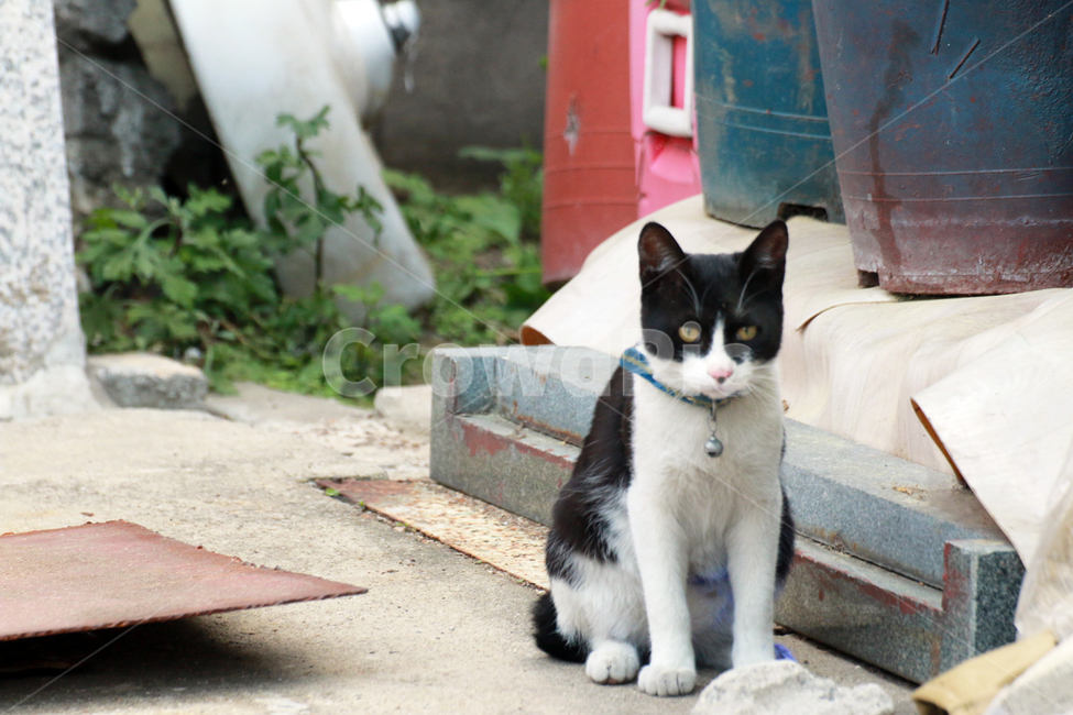 동물,야생동물,고양이,길고양이,골목길,골목
