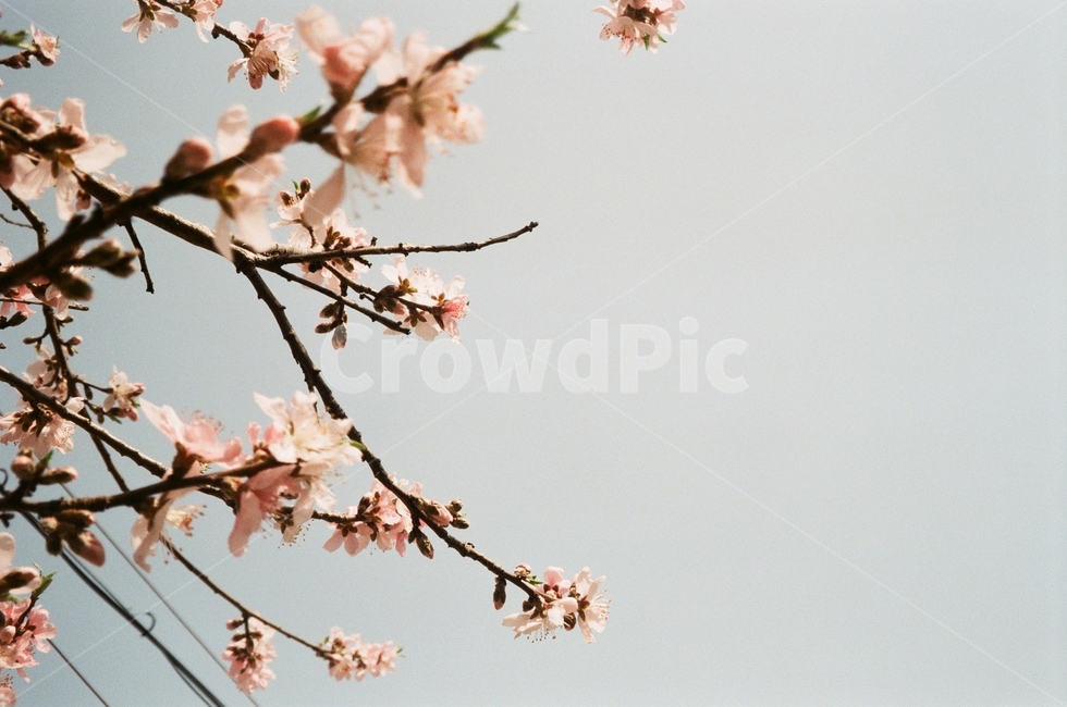 벚꽃,복숭아꽃,꽃놀이,봄,봄나들이,벚꽃놀이,봄,계절,spring,season,plant,식물,flower,꽃,blossom,cherry blossom