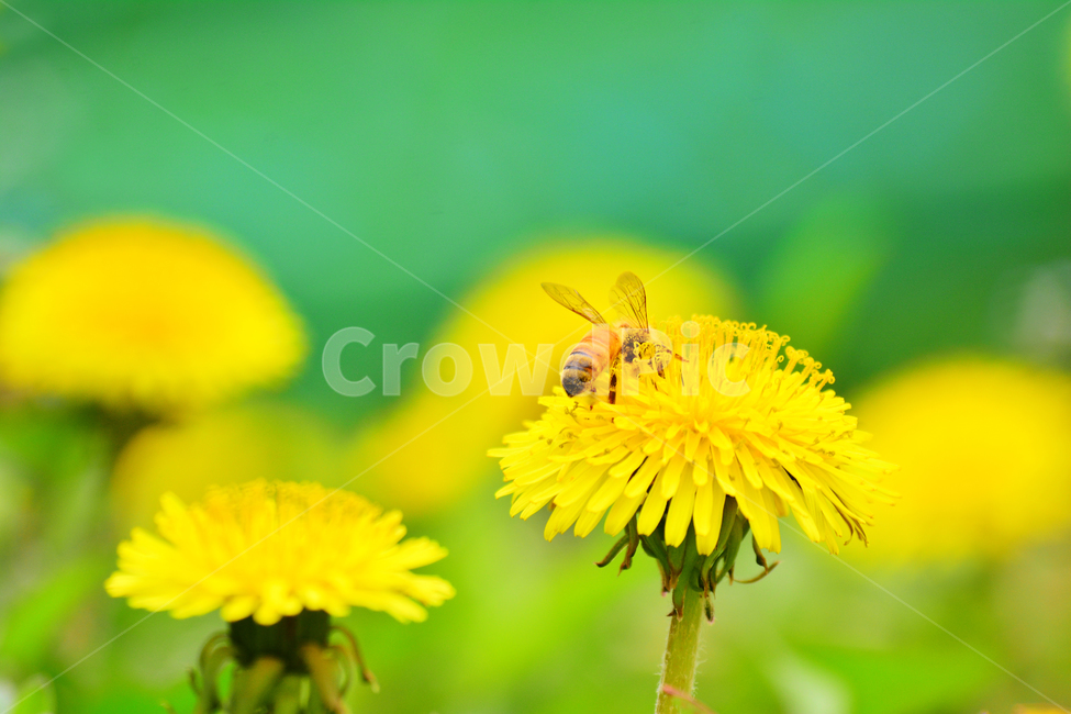 꿀벌,민들레꽃,봄꽃,곤충,동물,노랑꽃,honeybee,plant,식물,야생화,옐로우,벌,국화과,꽃차,약용식물,봄나물,건강식품,열중,양지,생명,화사한,봄날,yellow,flowers,spring,봄이미지,beautiful,자연,예쁜,봄,계절,spring,season,식물,자연,plants,nature,꽃,flower,동물,animal,곤충,벌레,insect,bug,bee,invertebrate,무척추 동물,honey bee