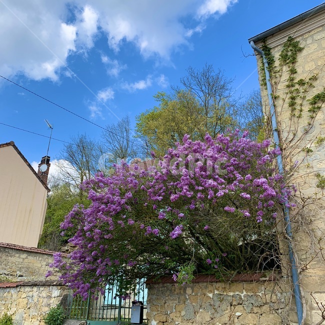 purple,house,flower,blossom,꽃,야외