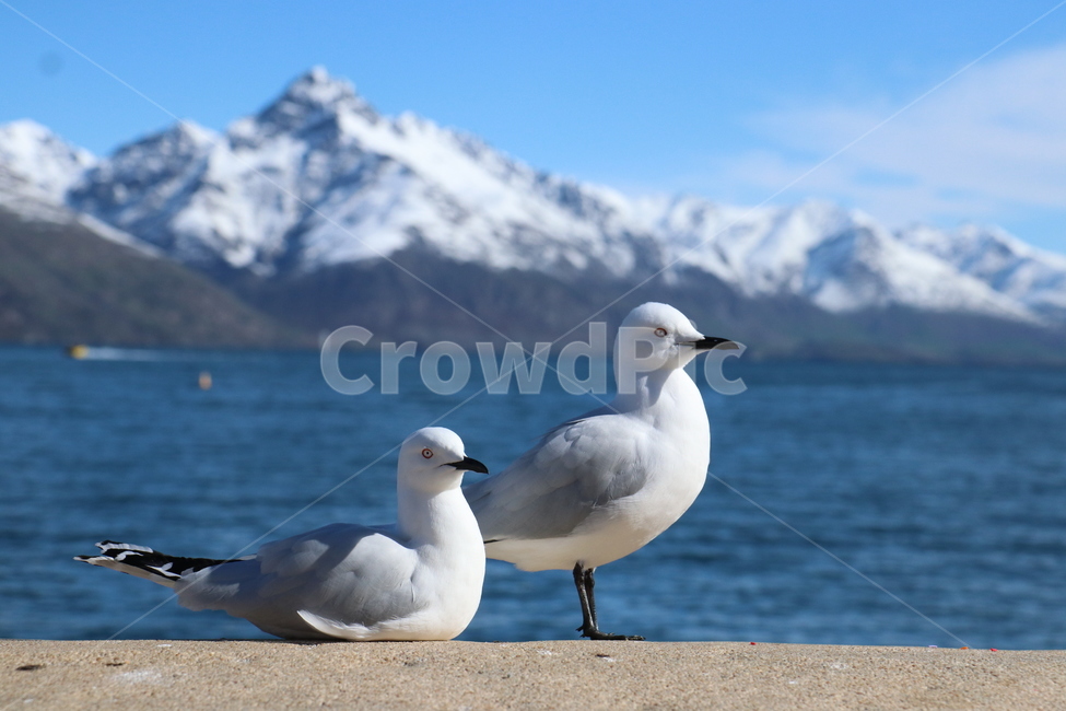 갈매기,설산,호수,gull,lake,snowmountain,동물,animal,조류,새,birds