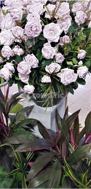 백장미,꽃,화분,장미,자연,인테리어,봄,정원,whiterose,flower,vase,꽃병,rose,nature,interior,spring,garden,꽃,flower,실내용화초,화분,화초,house plant