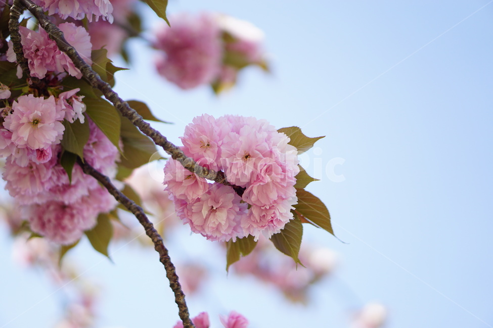 겹벚꽃,벚꽃,하늘,봄,꽃,flower,blossom,봄,계절,spring,season