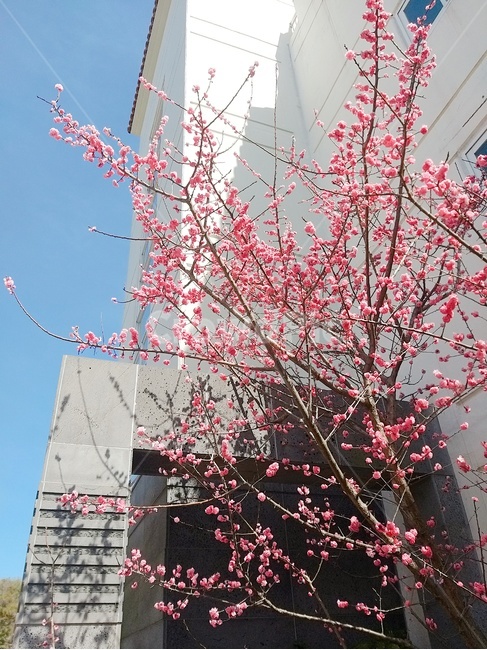 꽃,나무,아파트,거리,제주,봄,풍경,아름다운,힐링,여가,생활,봄바람,따뜻,하늘,화창,날씨,핑크색,분홍,나무가지,햇빛