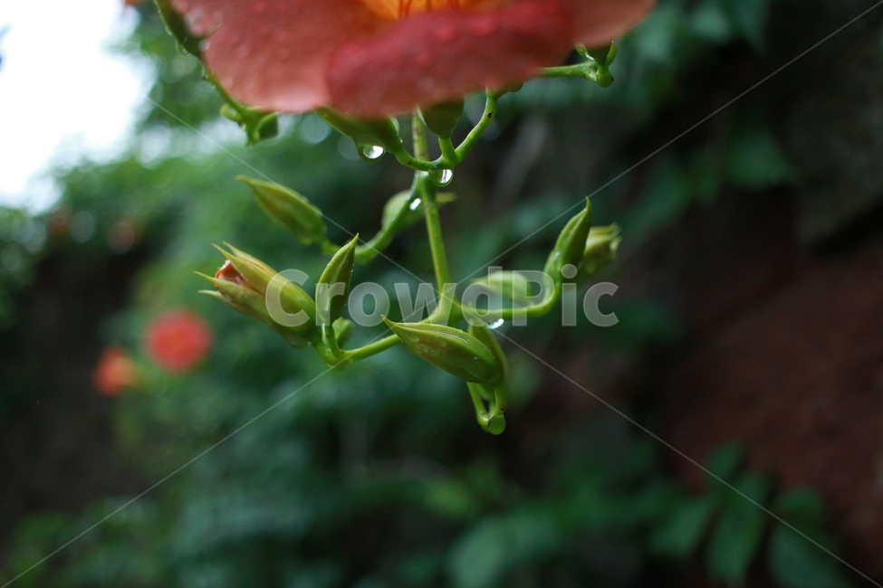 우중출사,장마,능소화,금등화,비방울,식물,자연,plants,nature,비,비오는날,rain,rainy