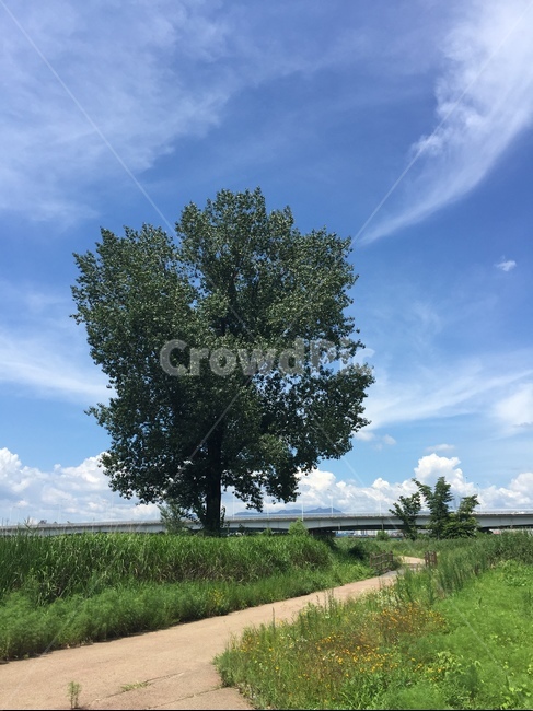 하늘,구름,나무,산책,공원,자연,풍경,nature,landscape,tree,plant,식물,tree trunk,나무 줄기