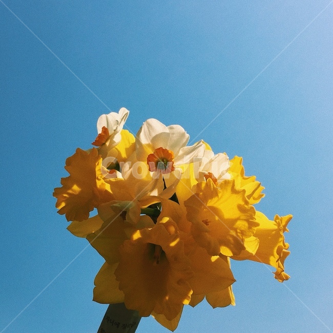 narcissus,흰꽃,아름다운,노란꽃,수선화,부케,봄꽃