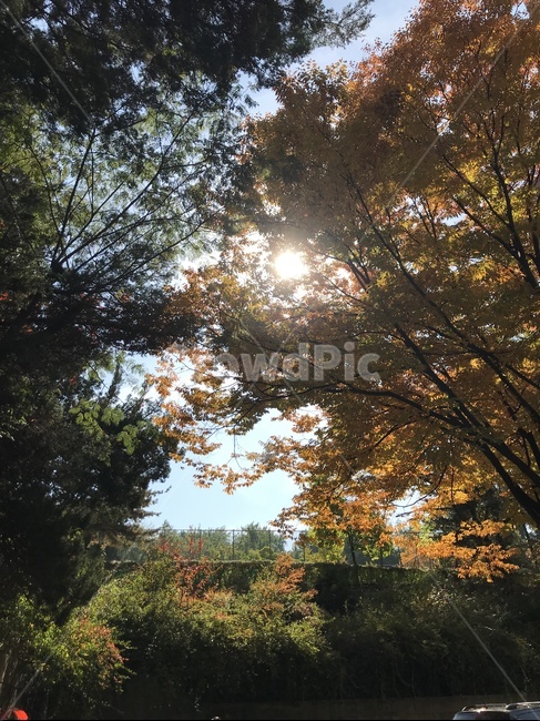 나무,햇살,단풍,오후,낮,나뭇잎