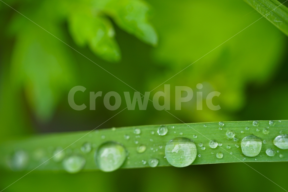 	물방울,물,잎,자연,생명,워터,접사,싱그러움,싱싱,깨끗,녹색,그린,green,감성,감성샷,감성사진,식물,자연,plants,nature