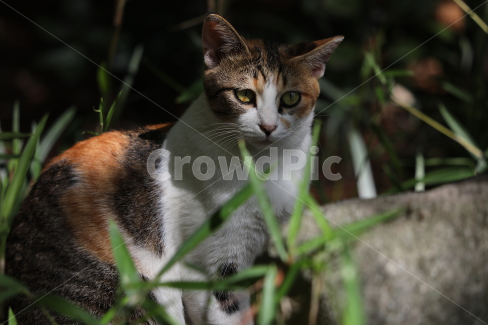 고양이,동물,자연,반려동물,행복,동물,animal,포유류,mammal,고양이,cat,kitten,kitty