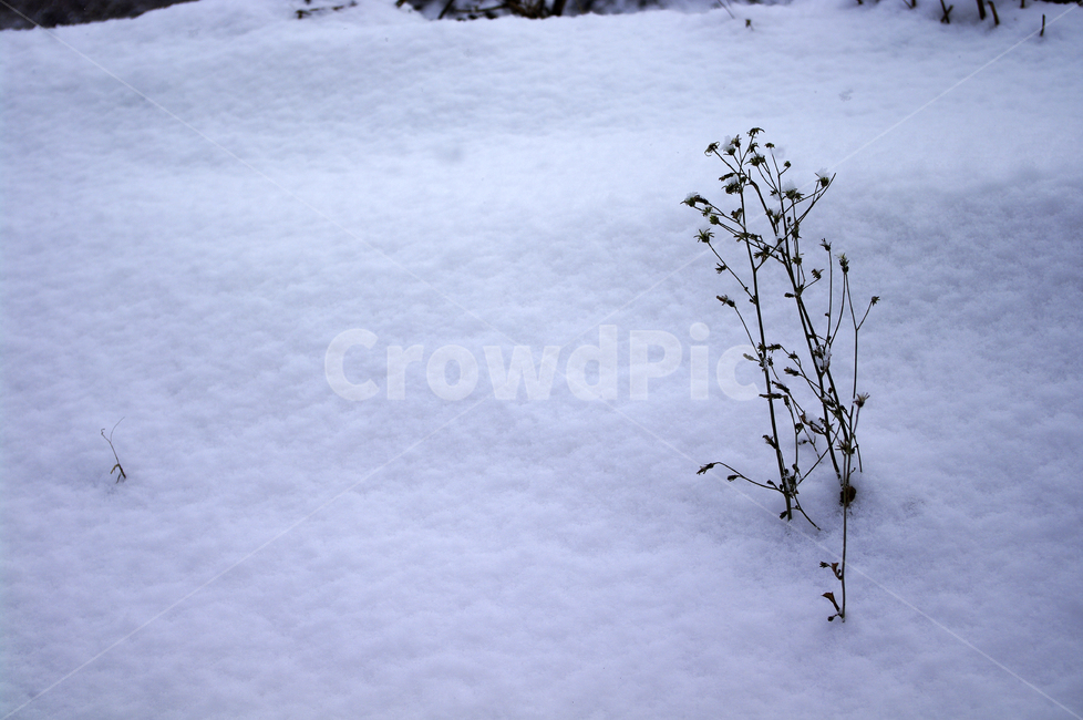식물,plant,겨울,winnter,설경,눈,자연,nature,겨울,계절,winter,season,자연,풍경,nature,landscape,outdoors,옥외