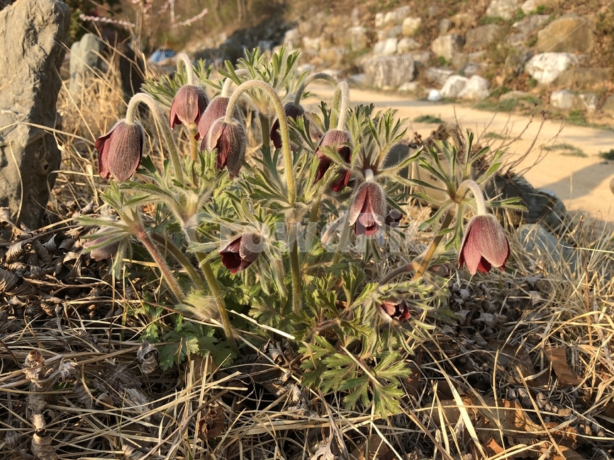 봄,꽃,할미꽃,식물,자연,따뜻함,포근함,spring,flower,pasqueflower,plant,nature,warm