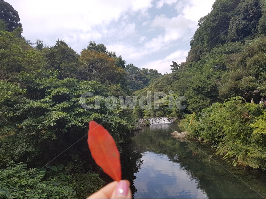 낙엽,잎사귀,단풍,붉은색,하늘,자연,구름,강,산,손가락,사람손,손,네일,제주도,가을,가을,계절,fall,autumn,season,자연,풍경,nature,landscape