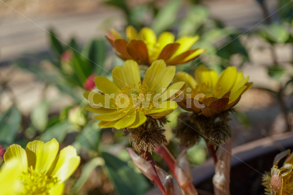 봄꽃,springflowers,계란꽃,prettyflower,예쁜꽃,eggflower