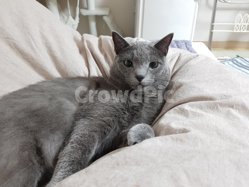 고양이,러시안블루,cat,반려묘,동물,animal,pet,동물,animal,포유류,mammal,고양이,cat,kitten,kitty