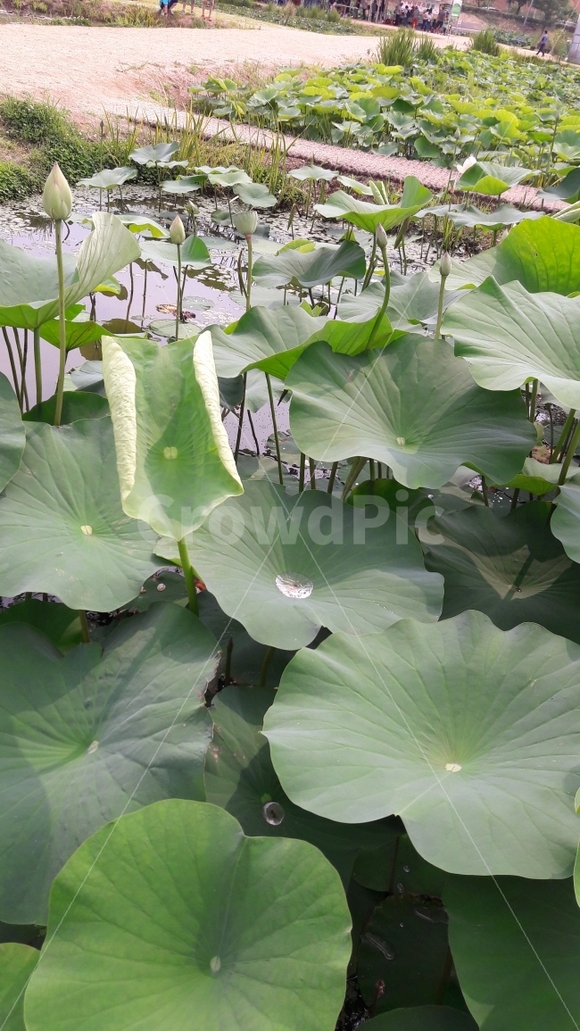 연잎,물,물방울,초록,길,식물,자연,plants,nature
