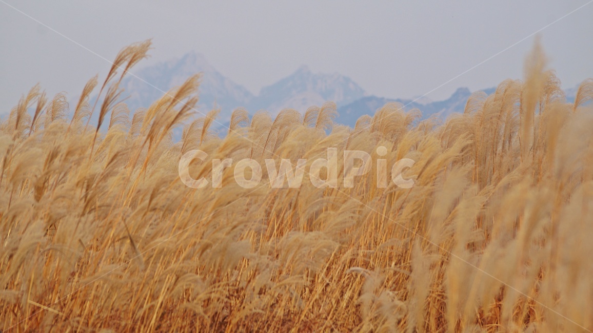 가을,가을풍경,하늘공원,억세풀,갈대,가을,계절,fall,autumn,season,식물,자연,plants,nature,grass,잔디,plant,lawn