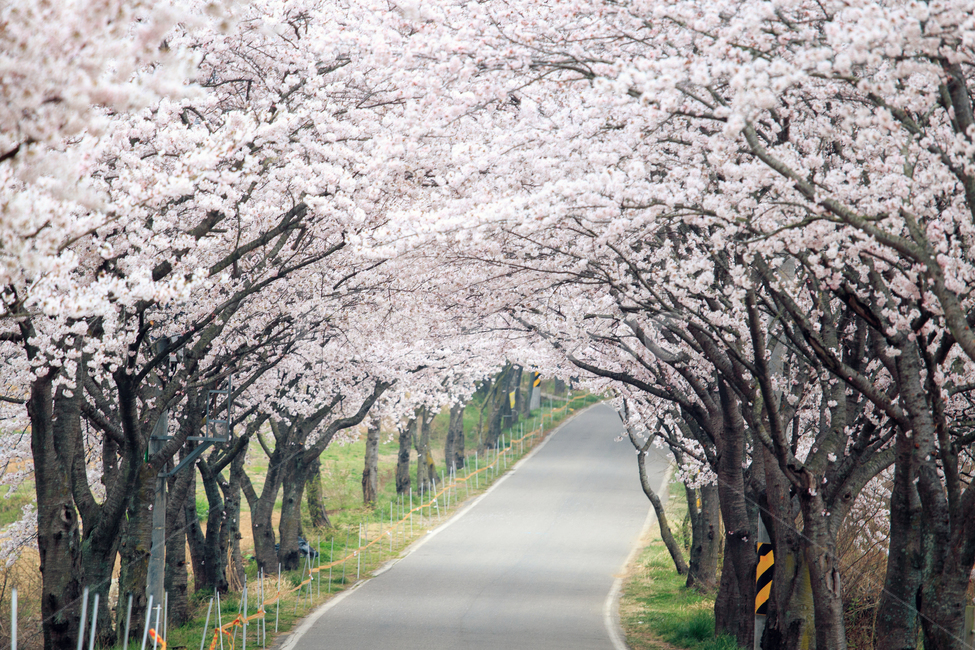 벚꽃,봄,꽃,길,터널,가로수,산책,식물,blossom,flower,만개,도로,풍경,사천,선진리성,풍경배경,배경,꽃배경,식물,자연,plants,nature,꽃,flower,나무,trees,wood
