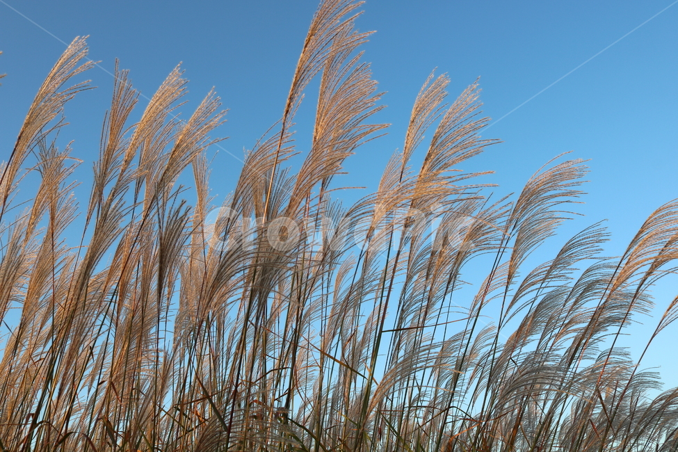 억새,억새풀,식물,자연,가을,벼과,가을,계절,fall,autumn,season,grass,잔디,plant,lawn,reed,갈대