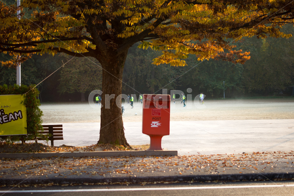 우체통,단풍,나무,식물,풍경,가을,계절,노랑,tree,plant,landscape,fall,leaf,season,autumn,공원,낙엽,가을,계절,fall,autumn,season,식물,자연,plants,nature,나무,trees,wood