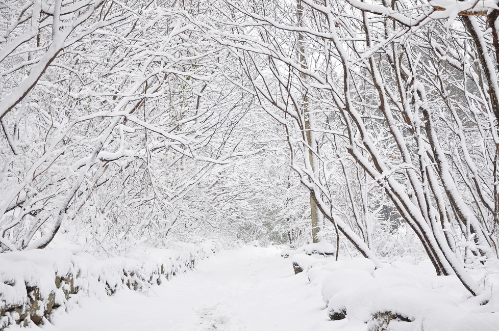 장성,입암산성,남창게곡,설경,남창계곡설경,storm,폭풍,tree,나무,plant,식물,ice,빙,snow,눈,winter,겨울,nature,자연,outdoors,옥외,blizzard,눈보라,겨울,계절,winter,season,자연,풍경,nature,landscape