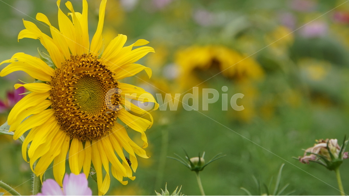 해바라기,꽃,대저생태공원,flower,sunflower,summer,늦여름,여름,계절,summer,season,가을,fall,autumn,식물,자연,plants,nature,꽃,flower,plant