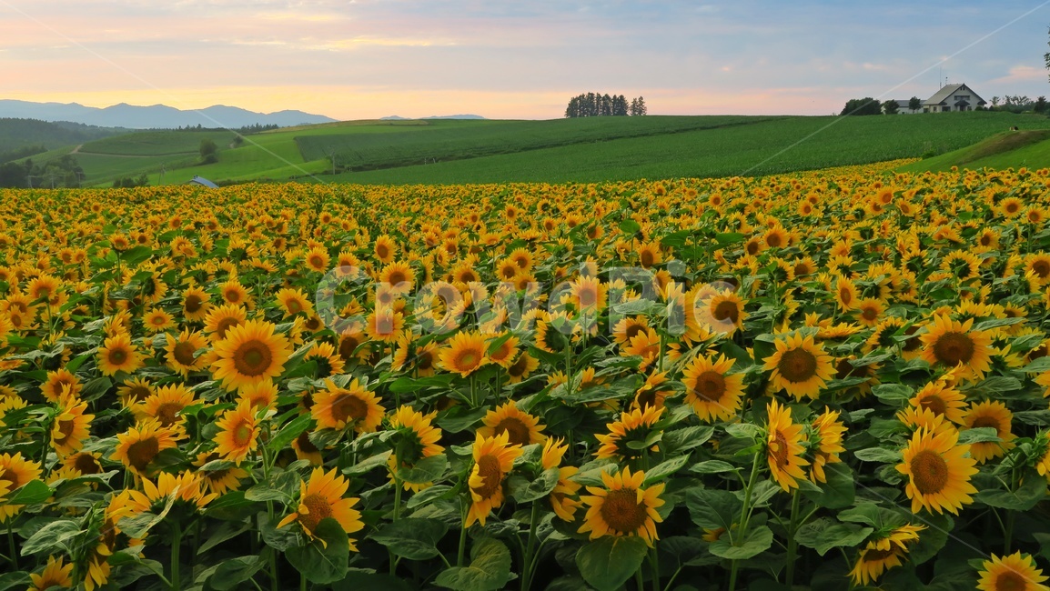 일본,비에이,북해도,북해도해바락기밭,해바라기밭,plant,식물,blossom,flower,꽃,자연,경치,풍경,경관,자연,풍경,nature,landscape