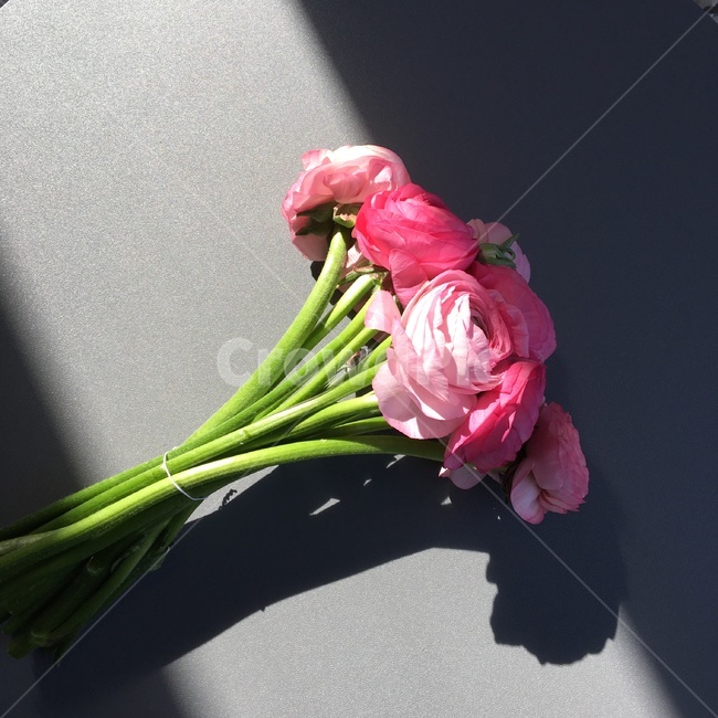 꽃,꽃꽂이,라넌큘러스,선물,핑크,flower,blossom,plant