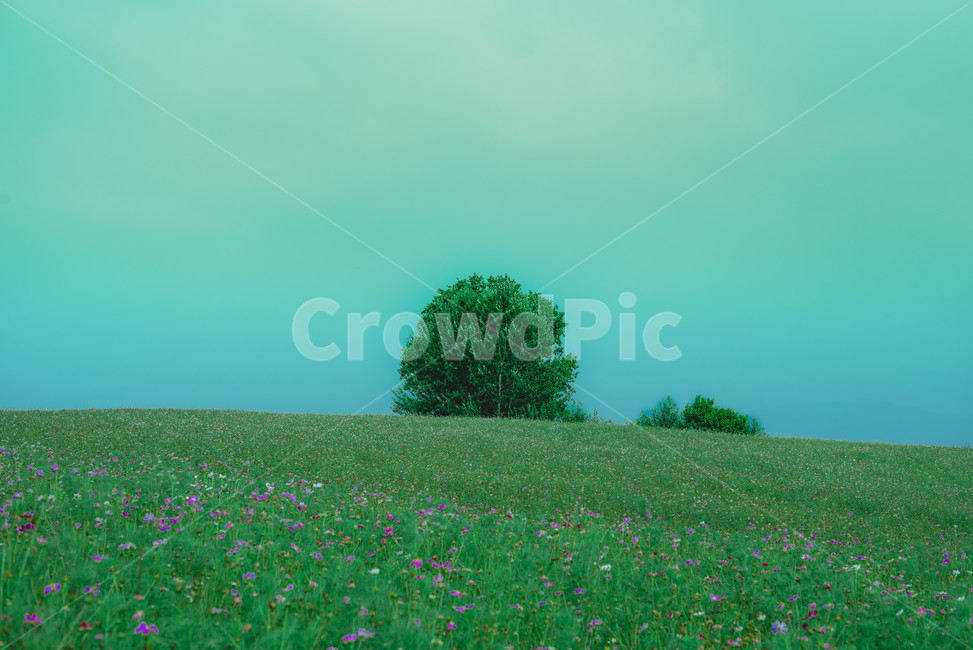 안성팜랜드,초원,코스모스,farmland,yard,cosmos