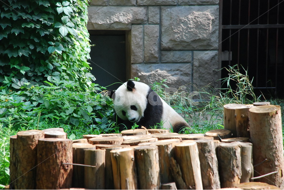 판다,곰,panda,동물원,중국,zoo,자연,bear,귀여움,느긋함,블랙,화이트,무늬,animal,동물,동물,animal,포유류,mammal