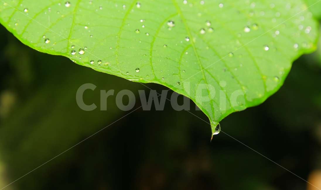 green,purity,clear,Clean,leaf,raindrop,morning,spring,water drop,light green,Dew,plant,spring rain