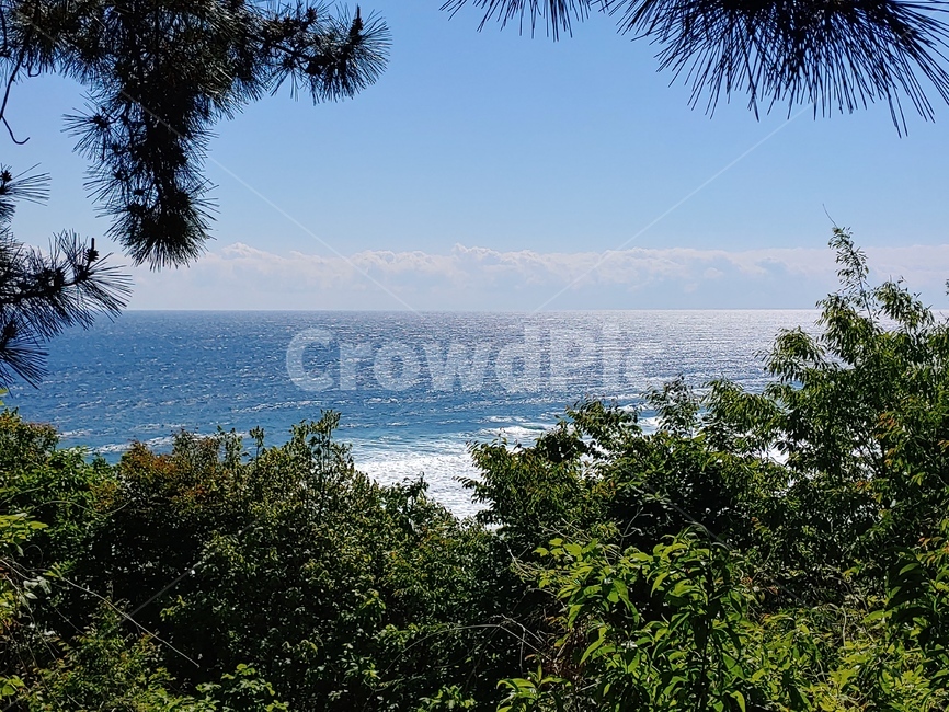 바다,나무,sea,tree,nature,자연,바닷가,풍경,하늘,sky