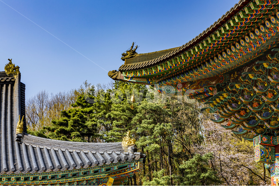 단청,기와,추녀,처마,무늬,사찰,절,대광사,한국의미,전통건축,고찰,종교건축물,기와지붕,고건축,한국전통,한국문화,korean traditional,korean culture,건축물,건물외관,exterior,building,structure,architecture,construction