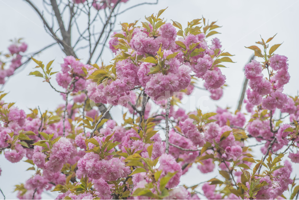 봄,꽃,봄꽃,겹벚꽃,분홍,핑크,식물,자연,plants,nature,꽃,flower