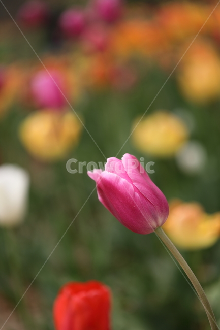 꽃,튤립,꽃밭,봄,계절,자연,색깔,tulips,flower,nature,season,spring,park,field,colors,colorful