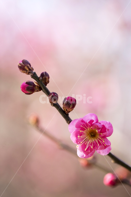 매화,매화꽃,매화나무,봄,봄꽃,꽃,홍매화,봄,계절,spring,season,식물,자연,plants,nature,꽃,flower,plant