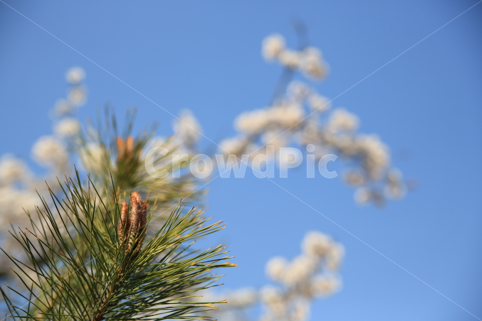 벚꽃,꽃,봄,봄꽃,하늘,벚꽃축제,식물,자연,plants,nature,꽃,flower