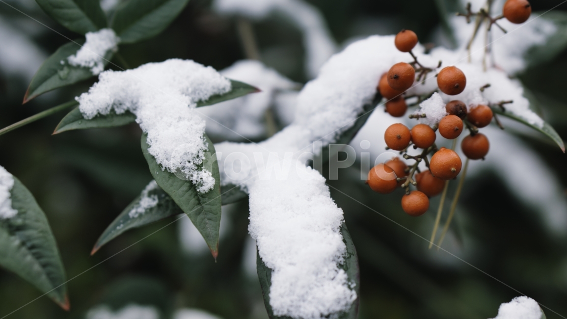 겨울,계절,눈,얼음,열매,자연,풀,풀잎,잎사귀,낙엽,겨울,계절,winter,season,식물,자연,plants,nature,과일,열매,fruit
