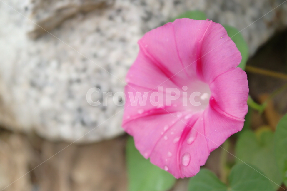 나팔꽃,자주색,통꽃,자주색꽃,빗방울,이슬,비에젖은,꽃,여름꽃,덩굴식물,purple,flower,blossom,plant,자연,green,초록,식물,식물,자연,plants,nature,꽃,flower
