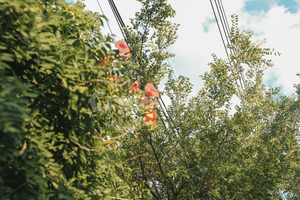 plant,sight,jacaranda,flower,Emotional photo