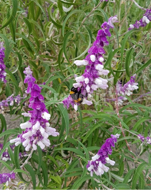 자연,꽃,식물,벌,보라색꽃