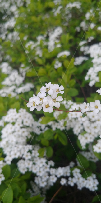 꽃,식물,봄,봄꽃,flower,하얀색,spring